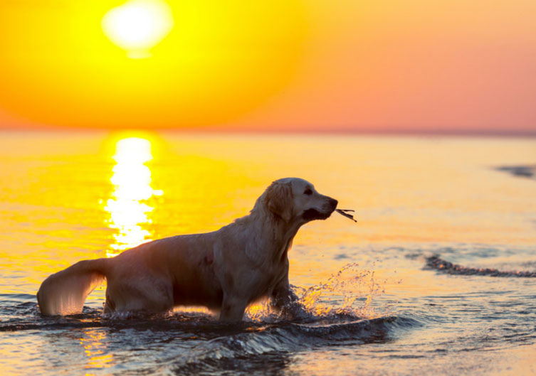 Pet Friendly Vacation Rentals in Northern Michigan