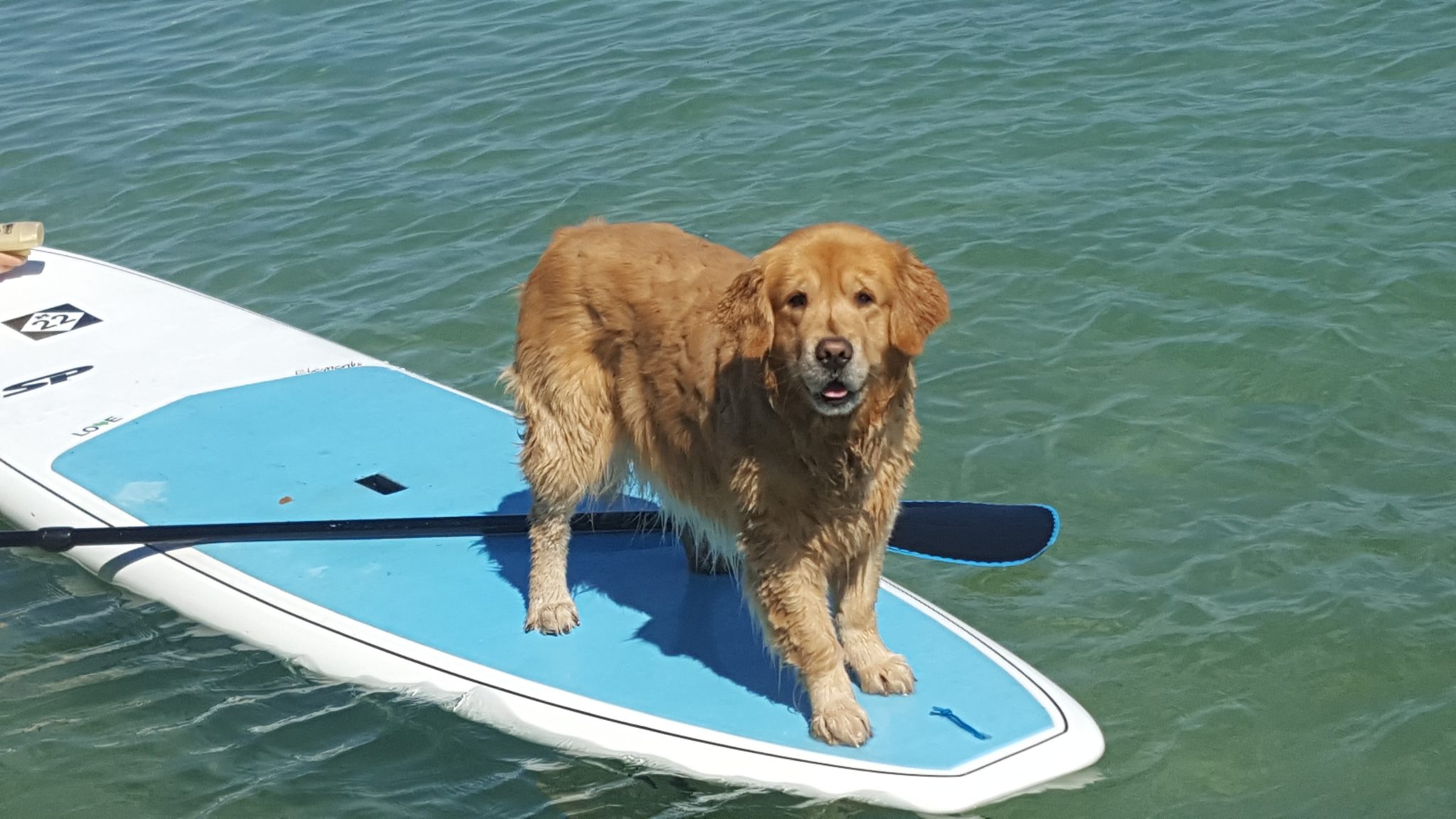 Paddle-Board-Dog | Holiday Vacation Rentals