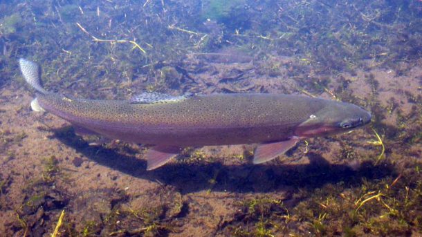 Top 15 Northern Michigan Nature Preserves For Family Nature Hikes